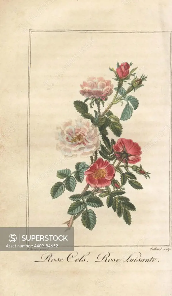 Damask rose, Rosa celsiana, and dog rose with shiny leaves, Rosa canina. Handcoloured illustration by Pancrace Bessa stipple engraved by Teillard from Charles Malo's "Histoire des Roses," Paris, 1818. A gift book for ladies with 12 miniature botanicals by Bessa, one of the great French flower painters of the 19th century.