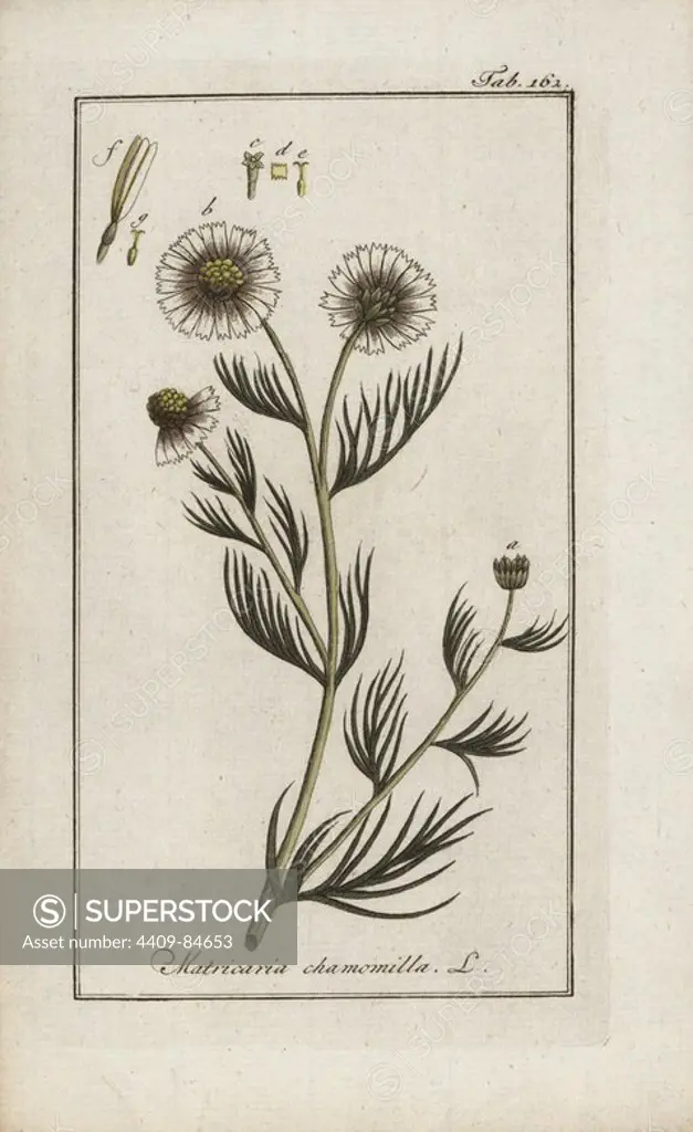 German chamomile, Matricaria chamomilla, native to Europe. Handcoloured copperplate botanical engraving from Johannes Zorn's "Afbeelding der Artseny-Gewassen," Jan Christiaan Sepp, Amsterdam, 1796. Zorn first published his illustrated medical botany in Nurnberg in 1780 with 500 plates, and a Dutch edition followed in 1796 published by J.C. Sepp with an additional 100 plates. Zorn (1739-1799) was a German pharmacist and botanist who collected medical plants from all over Europe for his "Icones plantarum medicinalium" for apothecaries and doctors.