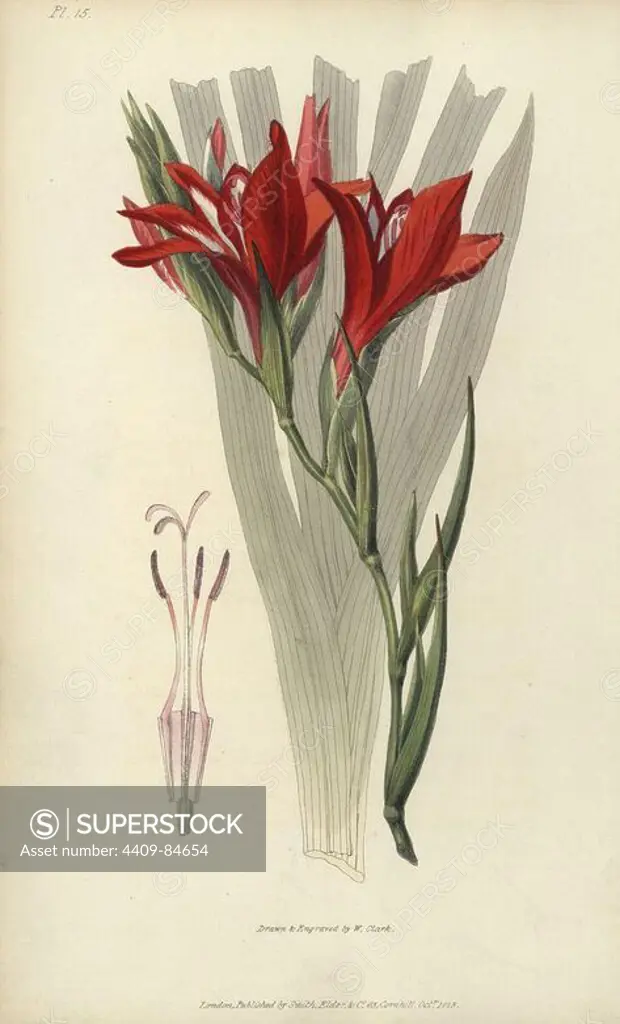 Superb corn flag, Gladiolus cardinalis. Handcoloured botanical illustration drawn and engraved by William Clark from Richard Morris's "Flora Conspicua" London, Longman, Rees, 1826. William Clark was former draughtsman to the London Horticultural Society and illustrated many botanical books in the 1820s and 1830s.