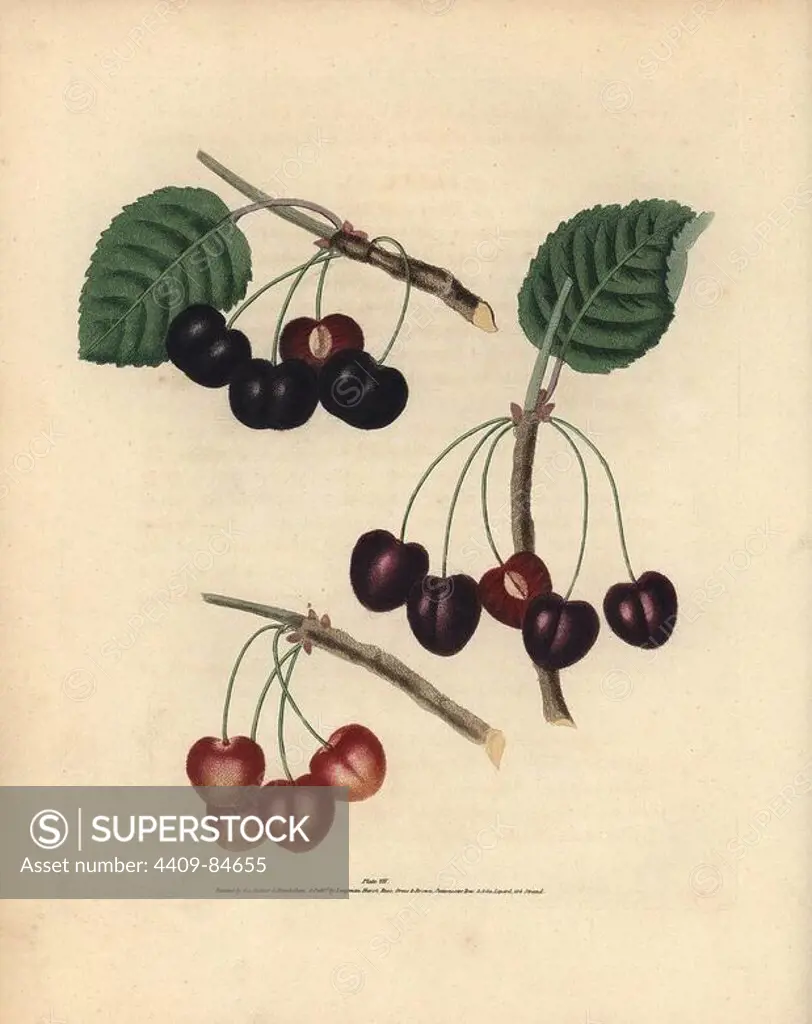 Cherry varieties, Prunus avium: Sir John Tradescant's black cherry, Millet's Duke, and Amber-Heart. Handcoloured stipple engraving of an illustration by George Brookshaw from his own "Pomona Britannica," London, Longman, Hurst, etc., 1817. The quarto edition of the original folio edition published from 1804-1812. Brookshaw (1751-1823) was a successful cabinet maker who disappeared in the 1790s before returning as a flower painter with the anonymous "New Treatise on Flower Painting," 1797.