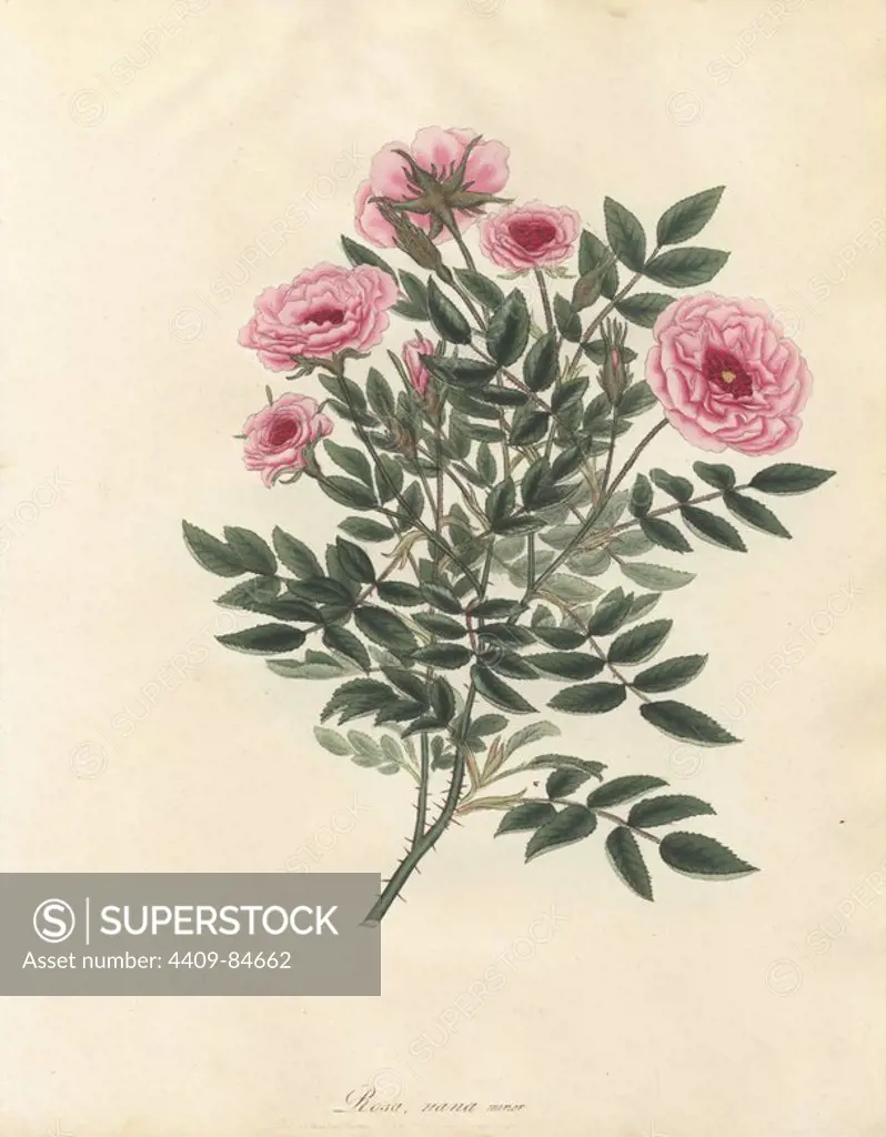 Pink rose, Rosa nana minor. Handcoloured copperplate botanical drawn, engraved and coloured by Henry Charles Andrews for his own "Roses, a monograph of the genus Rosa," London, 1805. Andrews was an English botanist, artist and engraver who published the "Botanist's Repository" from 1797 to 1812 and separate volumes on roses, geraniums and heaths.