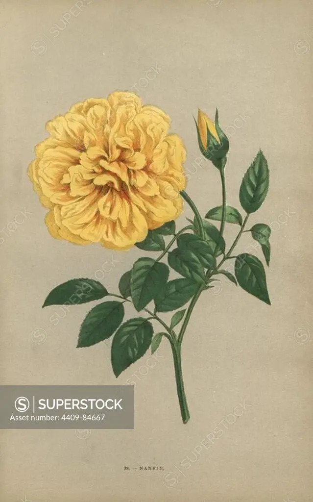 Nankin rose, yellow variety of the tea rose raised by Monsieur Ducher at Lyon in 1871. Chromolithograph drawn and lithographed after nature by F. Grobon from Hippolyte Jamain and Eugene Forney's "Les Roses," Paris, J. Rothschild, 1873. Jamain was a rose grower and Forney a professor of arboriculture. François Frédéric Grobon (1815-1901) ran his own atelier and illustrated "Fleurs" after Redoute with his brother Anthelme as the Grobon freres.