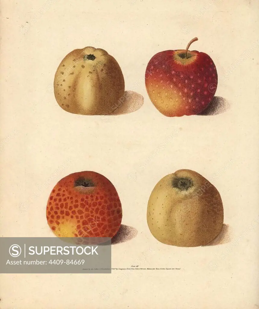 Apple varieties, Malus domestica: Courpendu Rouge, Courpendu Blanche, Embroidered Pippin and Lemon Pippin. Handcoloured stipple engraving of an illustration by George Brookshaw from his own "Pomona Britannica," London, Longman, Hurst, etc., 1817. The quarto edition of the original folio edition published from 1804-1812. Brookshaw (1751-1823) was a successful cabinet maker who disappeared in the 1790s before returning as a flower painter with the anonymous "New Treatise on Flower Painting," 1797.