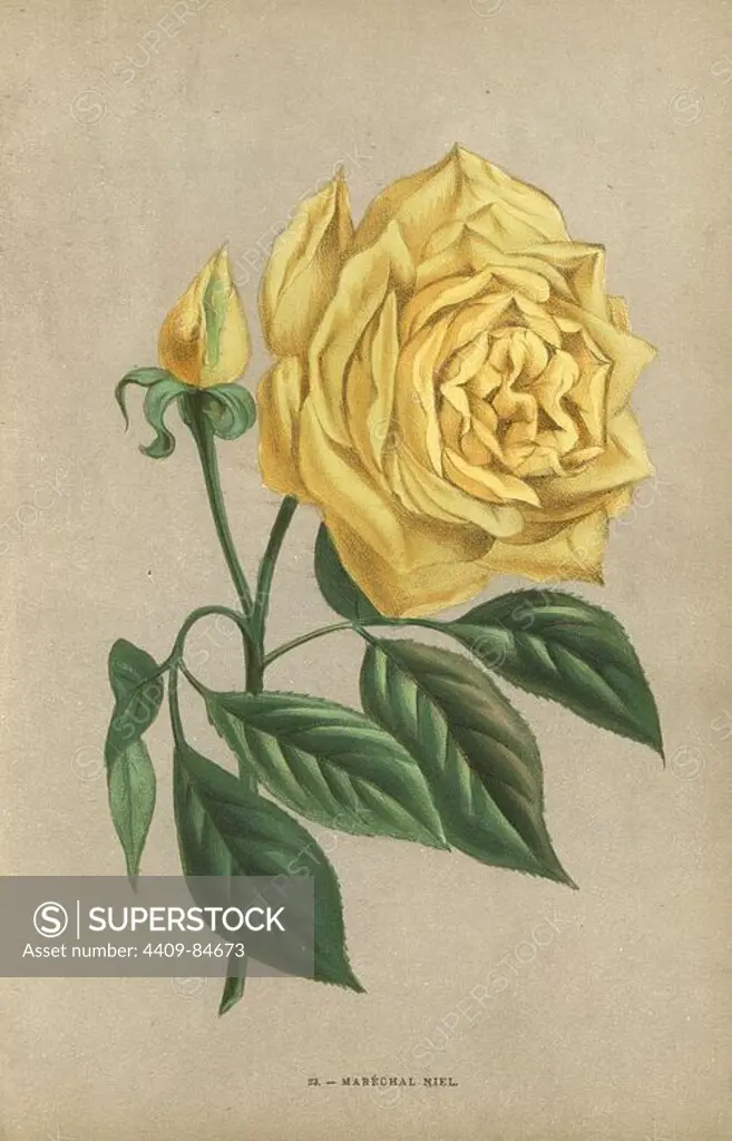 Marechal Niel rose, yellow variety of the noisette rose raised by Monsieur Pradel at Montauban in 1864. Chromolithograph drawn and lithographed after nature by F. Grobon from Hippolyte Jamain and Eugene Forney's "Les Roses," Paris, J. Rothschild, 1873. Jamain was a rose grower and Forney a professor of arboriculture. François Frédéric Grobon (1815-1901) ran his own atelier and illustrated "Fleurs" after Redoute with his brother Anthelme as the Grobon freres.