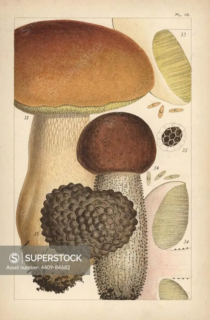 Porcino mushroom, Boletus edulis 33, birch bolete, Leccinum scabrum 34, and summer truffle, Tuber aestivum 35. Chromolithograph after an illustration by M. C. Cooke from his own "British Edible Fungi, how to distinguish and how to cook them," London, Kegan Paul, 1891. Mordecai Cubitt Cooke (1825-1914) was a British botanist, mycologist and artist. He was curator a the India Musuem from 1860 to 1879, when he transferred along with the botanical collection to the Royal Botanic Gardens, Kew.