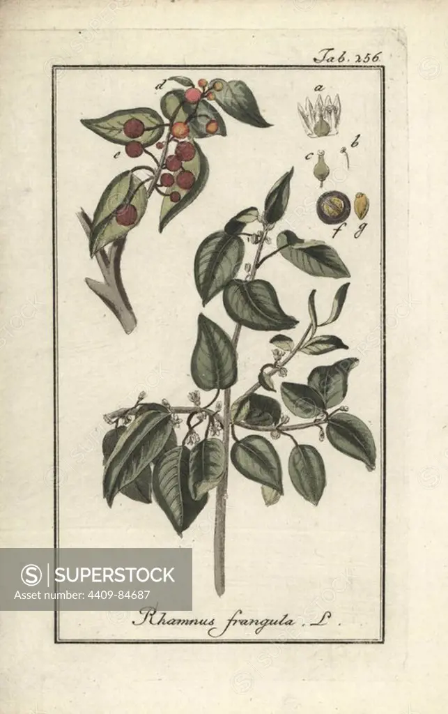 Alder buckthorn, Rhamnus frangula. Handcoloured copperplate botanical engraving from Johannes Zorn's "Afbeelding der Artseny-Gewassen," Jan Christiaan Sepp, Amsterdam, 1796. Zorn first published his illustrated medical botany in Nurnberg in 1780 with 500 plates, and a Dutch edition followed in 1796 published by J.C. Sepp with an additional 100 plates. Zorn (1739-1799) was a German pharmacist and botanist who collected medical plants from all over Europe for his "Icones plantarum medicinalium" for apothecaries and doctors.
