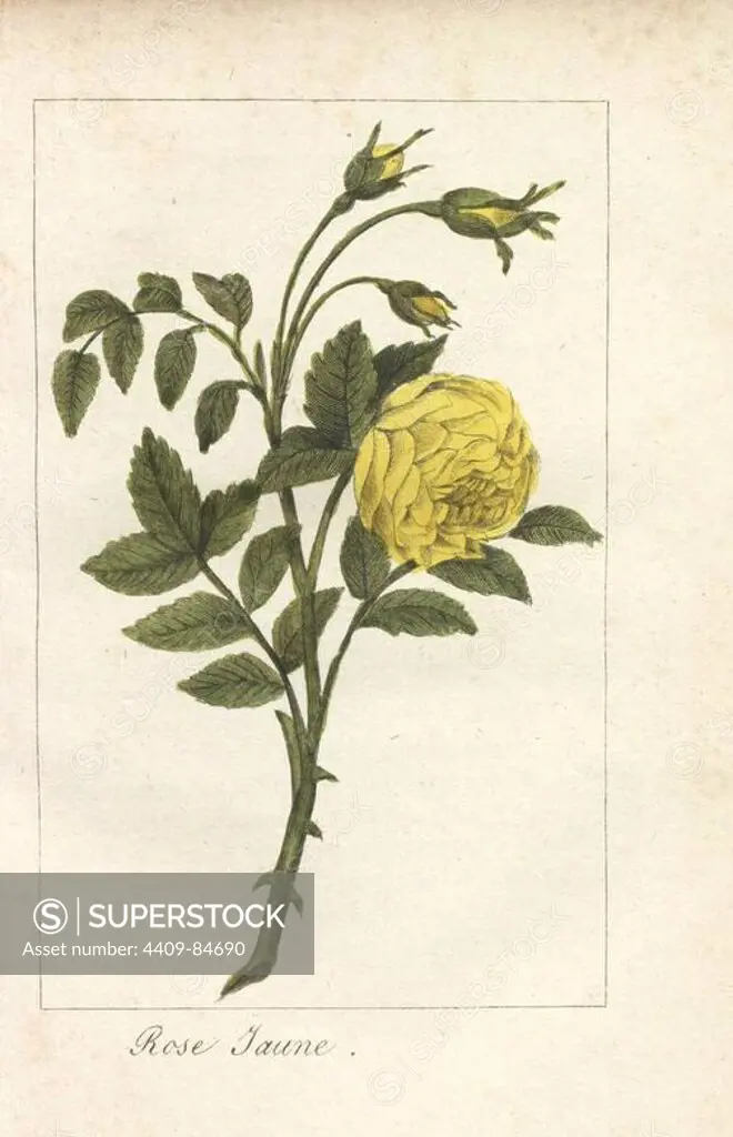 Yellow rose, rose jaune, Rosa lutea. Handcoloured copperplate engraving of an illustration by Mlle. Prudhomme from "Hommage rendu a la Rose," Paris, circa 1815. A gift book with the history of the rose and a dozen botanical miniatures.