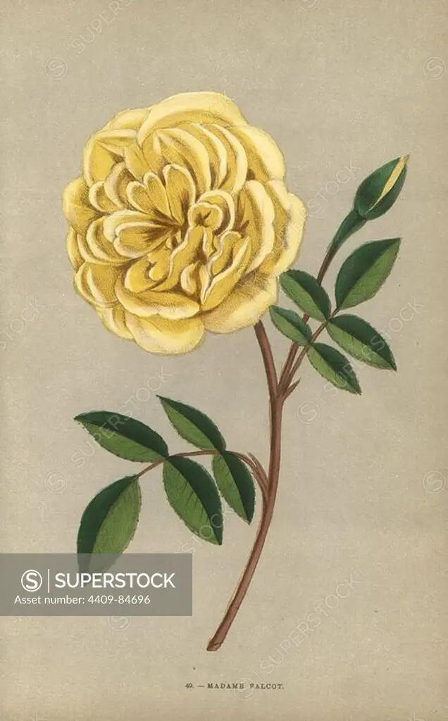 Madame Falcot rose, hybrid of the tea rose, raised by Monsieur Guillot jr. of Lyon in 1858. Chromolithograph drawn and lithographed after nature by F. Grobon from Hippolyte Jamain and Eugene Forney's "Les Roses," Paris, J. Rothschild, 1873. Jamain was a rose grower and Forney a professor of arboriculture. François Frédéric Grobon (1815-1901) ran his own atelier and illustrated "Fleurs" after Redoute with his brother Anthelme as the Grobon freres.