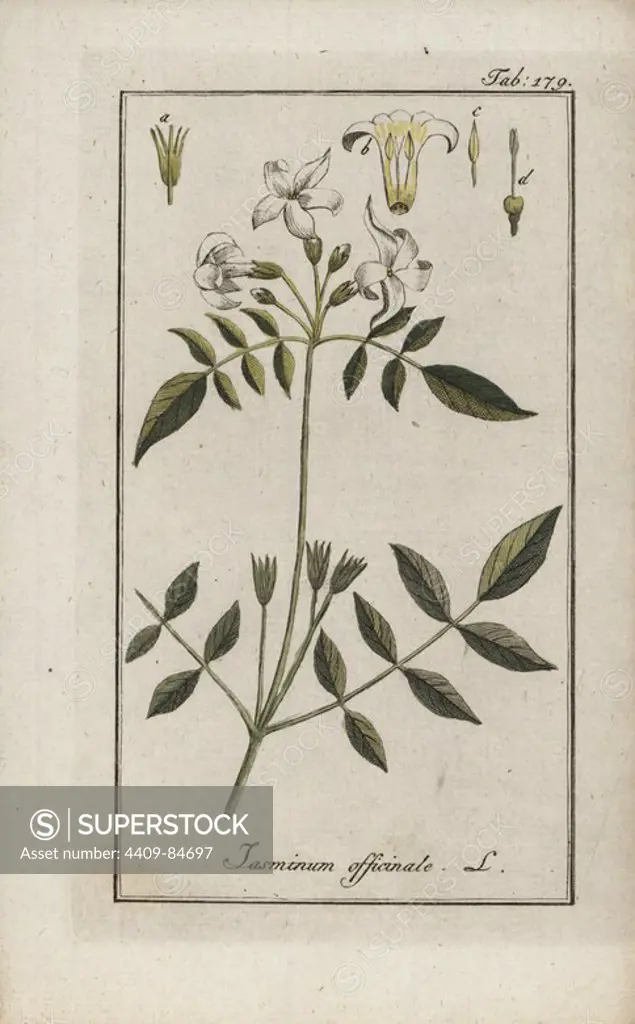Jasmine, Jasminum officinale. Handcoloured copperplate botanical engraving from Johannes Zorn's "Afbeelding der Artseny-Gewassen," Jan Christiaan Sepp, Amsterdam, 1796. Zorn first published his illustrated medical botany in Nurnberg in 1780 with 500 plates, and a Dutch edition followed in 1796 published by J.C. Sepp with an additional 100 plates. Zorn (1739-1799) was a German pharmacist and botanist who collected medical plants from all over Europe for his "Icones plantarum medicinalium" for apothecaries and doctors.