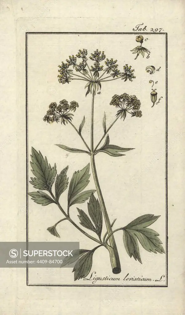 Lovage, Ligusticum levisticum. Handcoloured copperplate botanical engraving from Johannes Zorn's "Afbeelding der Artseny-Gewassen," Jan Christiaan Sepp, Amsterdam, 1796. Zorn first published his illustrated medical botany in Nurnberg in 1780 with 500 plates, and a Dutch edition followed in 1796 published by J.C. Sepp with an additional 100 plates. Zorn (1739-1799) was a German pharmacist and botanist who collected medical plants from all over Europe for his "Icones plantarum medicinalium" for apothecaries and doctors.