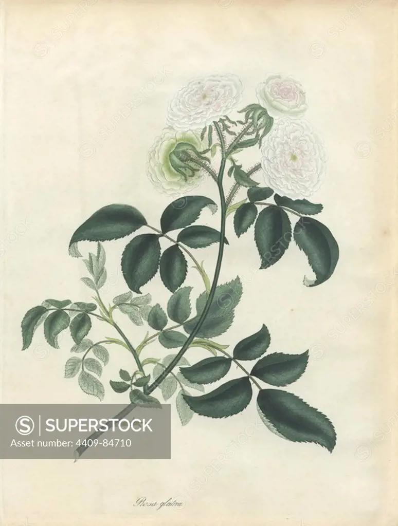 White rose, Rosa glabra. Handcoloured copperplate botanical drawn, engraved and coloured by Henry Charles Andrews for his own "Roses, a monograph of the genus Rosa," London, 1806. Andrews was an English botanist, artist and engraver who published the "Botanist's Repository" from 1797 to 1812 and separate volumes on roses, geraniums and heaths.