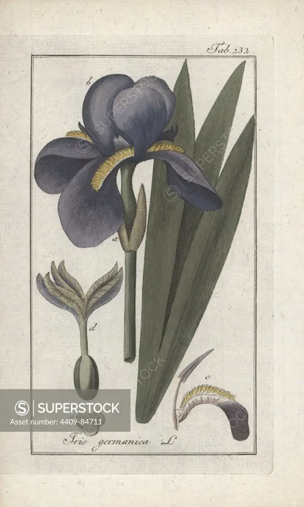 German iris, Iris germanica. Handcoloured copperplate botanical engraving from Johannes Zorn's "Afbeelding der Artseny-Gewassen," Jan Christiaan Sepp, Amsterdam, 1796. Zorn first published his illustrated medical botany in Nurnberg in 1780 with 500 plates, and a Dutch edition followed in 1796 published by J.C. Sepp with an additional 100 plates. Zorn (1739-1799) was a German pharmacist and botanist who collected medical plants from all over Europe for his "Icones plantarum medicinalium" for apothecaries and doctors.