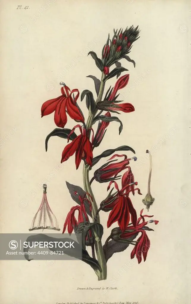 Cardinal flower, Lobelia cardinalis. Handcoloured botanical illustration drawn and engraved by William Clark from Richard Morris's "Flora Conspicua" London, Longman, Rees, 1826. William Clark was former draughtsman to the London Horticultural Society and illustrated many botanical books in the 1820s and 1830s.