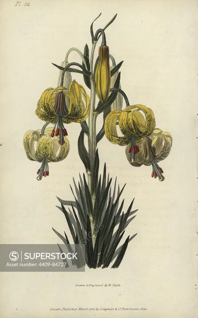 Turban or pomponian lily, Lilium pomponium. Handcoloured botanical illustration drawn and engraved by William Clark from Richard Morris's "Flora Conspicua" London, Longman, Rees, 1826. William Clark was former draughtsman to the London Horticultural Society and illustrated many botanical books in the 1820s and 1830s.