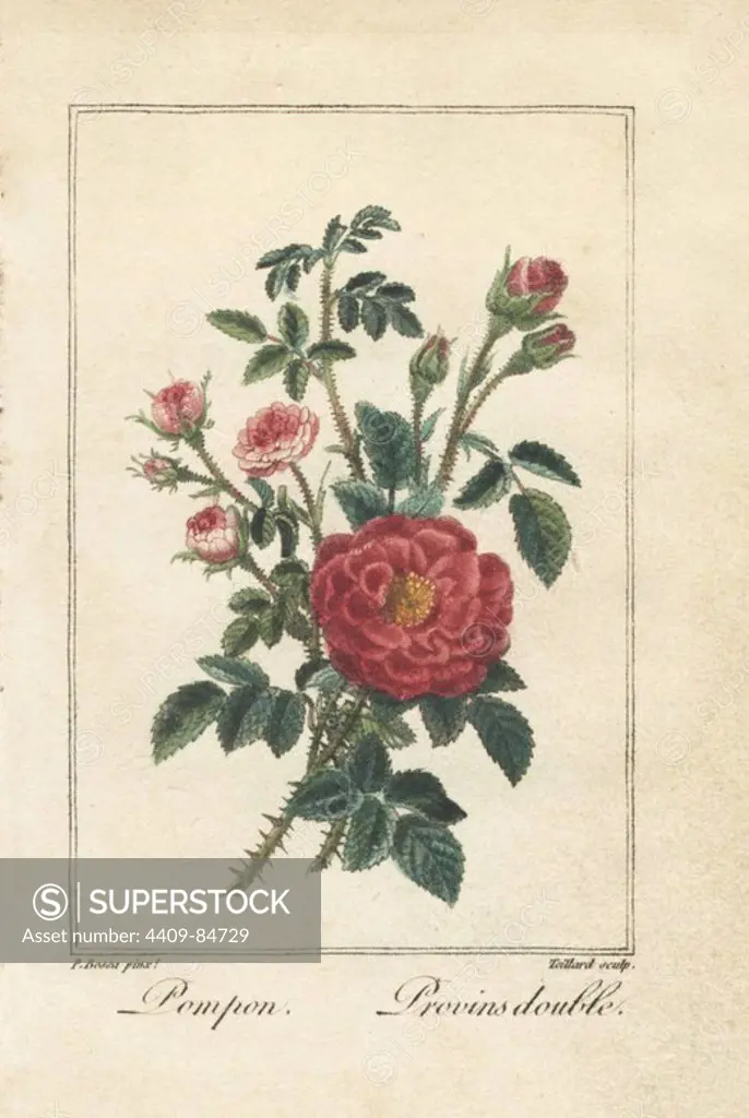 Pink button rose, Rosa pomponia, and double Provence rose, Rosa provincialis. Handcoloured illustration by Pancrace Bessa stipple engraved by Teillard from Charles Malo's "Histoire des Roses," Paris, 1818. A gift book for ladies with 12 miniature botanicals by Bessa, one of the great French flower painters of the 19th century.