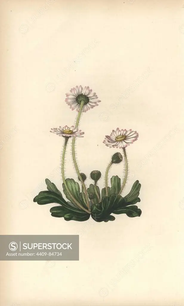 Daisy, Bellis perennis. Handcoloured botanical illustration drawn and engraved by William Clark from Rebecca Hey's "Moral of Flowers," London, Longman, Rees, 1833. Mrs. Rebecca Hey was a Victorian writer, poet and artist who wrote "Spirit of the Woods" 1837 and "Recollections of the Lakes" 1841. William Clark was former draughtsman to the London Horticultural Society and illustrated many botanical books in the 1820s and 1830s.