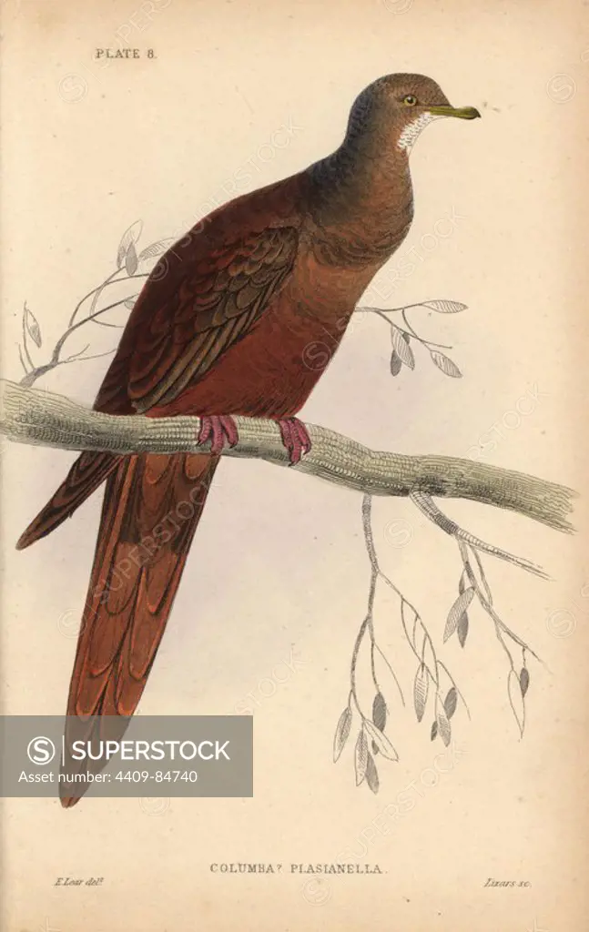 Brown Cuckoo-Dove, Macropygia phasianella (Columba phasianella, Pheasant-tailed dove), native to Australia. Handcoloured steel engraving by William Lizars after an illustration by Edward Lear from Prideaux John Selby's volume "Pigeons" in Sir William Jardine's "Naturalist's Library: Ornithology," published by W.H. Lizars, Edinburgh, 1835. Artist Edward Lear (1812-1888), today most famous for his literary nonsense and limericks, was a skilled ornithological artist who published "Illustrations of the Family of Psittacidae or Parrots" in 1832.