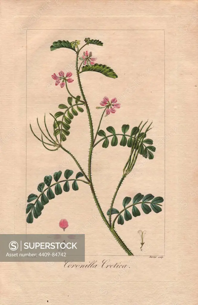 Cretan crownvetch, Securigera cretica, native to southern Europe. Handcoloured stipple engraving on copper by Barrois from a botanical illustration by Pancrace Bessa from Mordant de Launay's "Herbier General de l'Amateur," Audot, Paris, 1820. The Herbier was published from 1810 to 1827 and edited by Mordant de Launay and Loiseleur-Deslongchamps. Bessa (1772-1830s), along with Redoute and Turpin, is considered one of the greatest French botanical artists of the 19th century.