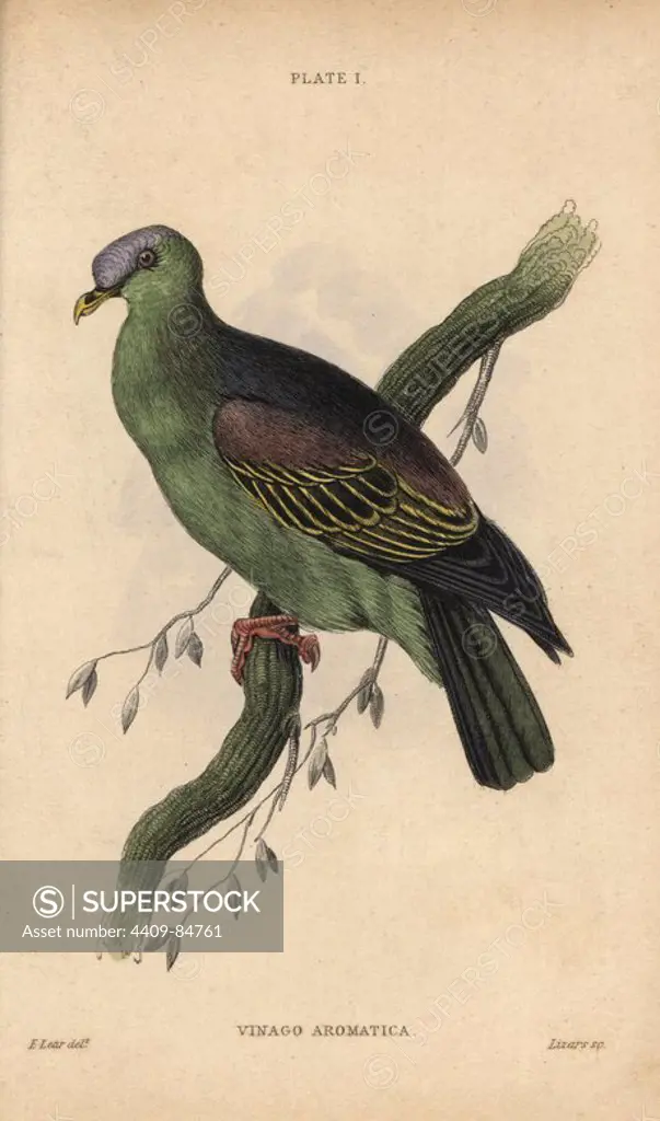 Buru green pigeon, Treron aromaticus (Aromatic vinago pigeon, Vinago aromatica), a native of Indonesia. Handcoloured steel engraving by William Lizars after an illustration by Edward Lear from Prideaux John Selby's volume "Pigeons" in Sir William Jardine's "Naturalist's Library: Ornithology," published by W.H. Lizars, Edinburgh, 1835. Artist Edward Lear (1812-1888), today most famous for his literary nonsense and limericks, was a skilled ornithological artist who published "Illustrations of the Family of Psittacidae or Parrots" in 1832.