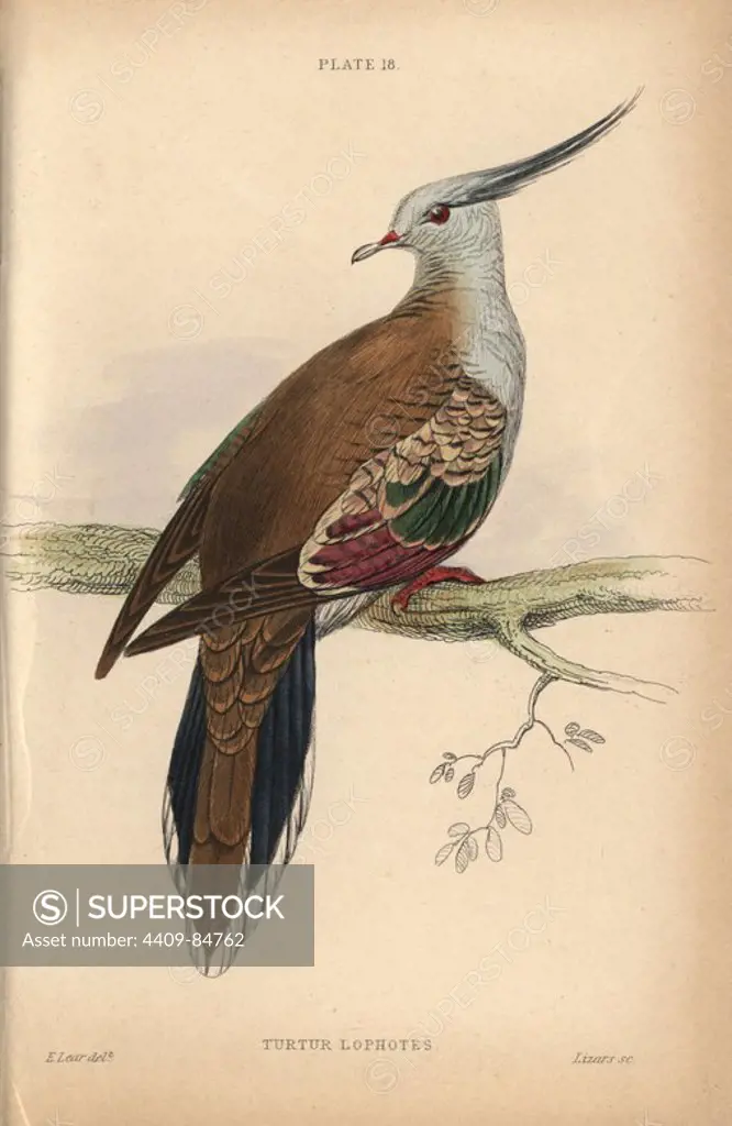 Crested pigeon, Ocyphaps lophotes (Turtur lophotes, crested turtle dove), native to Australia. Handcoloured steel engraving by William Lizars after an illustration by Edward Lear from Prideaux John Selby's volume "Pigeons" in Sir William Jardine's "Naturalist's Library: Ornithology," published by W.H. Lizars, Edinburgh, 1835. Artist Edward Lear (1812-1888), today most famous for his literary nonsense and limericks, was a skilled ornithological artist who published "Illustrations of the Family of Psittacidae or Parrots" in 1832.