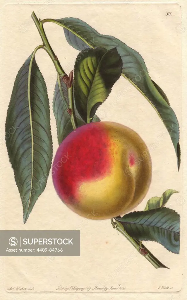 Madeleine de Courson or red magdalen peach, Prunus persica. Handcoloured copperplate engraving by S. Watts from a botanical illustration by Augusta Withers from John Lindley's "Pomological Magazine," James Ridgway, London, 1828. The magazine was published in three volumes from 1828 to 1830 and discontinued at plate 152 because of a dispute between the editors. Lindley (1795-1865) was an English botanist and gardener who published books on roses, orchids, and fruit. Mrs. Withers (1793-1877) was an eminent Victorian botanical artist and Flower Painter in Ordinary to Queen Adelaide.