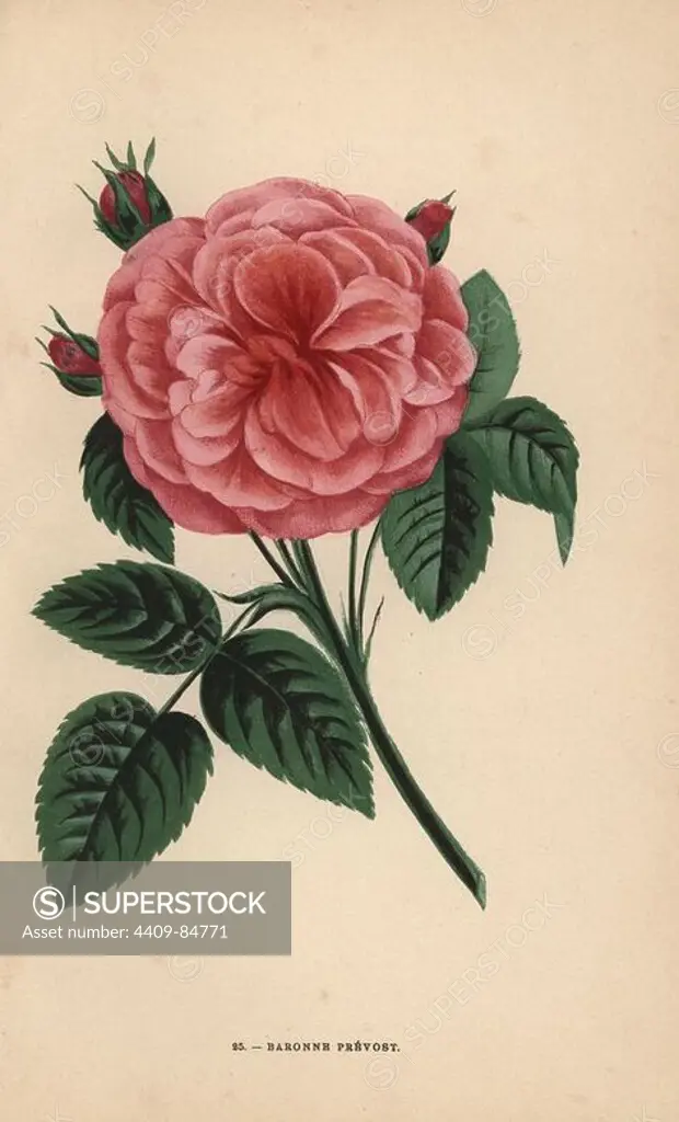 Baronne Prevost rose, hybrid raised by Monsieur Desprez at Yebles near Melun in 1843. Chromolithograph drawn and lithographed after nature by F. Grobon from Hippolyte Jamain and Eugene Forney's "Les Roses," Paris, J. Rothschild, 1873. Jamain was a rose grower and Forney a professor of arboriculture. François Frédéric Grobon (1815-1901) ran his own atelier and illustrated "Fleurs" after Redoute with his brother Anthelme as the Grobon freres.