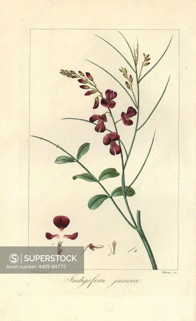 Indigofera juncea. Handcoloured stipple engraving on copper by Barrois from a botanical illustration by Pancrace Bessa from Mordant de Launay's "Herbier General de l'Amateur," Audot, Paris, 1820. The Herbier was published from 1810 to 1827 and edited by Mordant de Launay and Loiseleur-Deslongchamps. Bessa (1772-1830s), along with Redoute and Turpin, is considered one of the greatest French botanical artists of the 19th century.