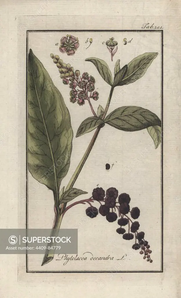 Poke root, Phytolacca decandra. Handcoloured copperplate botanical engraving from Johannes Zorn's "Afbeelding der Artseny-Gewassen," Jan Christiaan Sepp, Amsterdam, 1796. Zorn first published his illustrated medical botany in Nurnberg in 1780 with 500 plates, and a Dutch edition followed in 1796 published by J.C. Sepp with an additional 100 plates. Zorn (1739-1799) was a German pharmacist and botanist who collected medical plants from all over Europe for his "Icones plantarum medicinalium" for apothecaries and doctors.