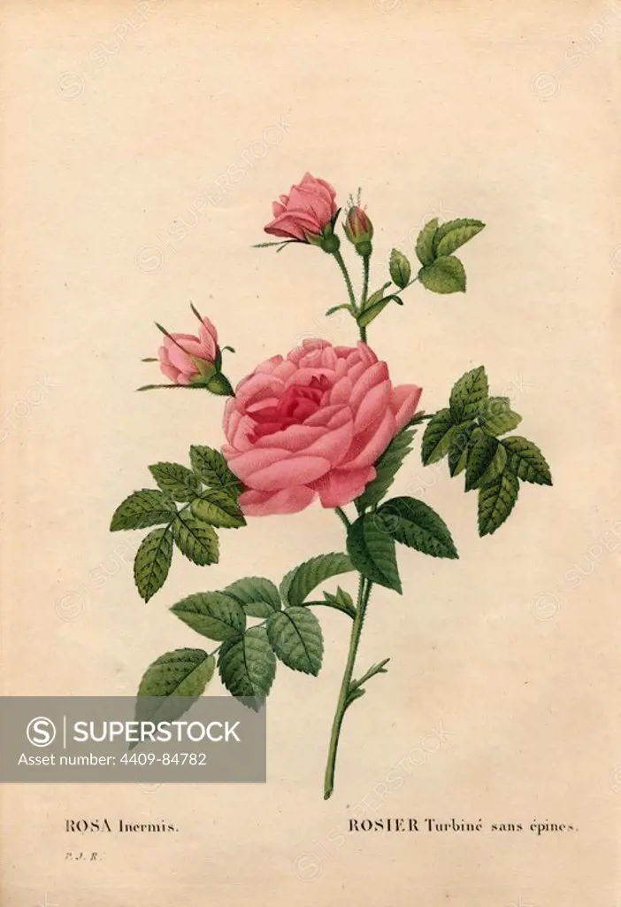 Rose without a thorn, Rosa francofurtana variety, Rosier turbiné sans épines. Handcoloured stipple copperplate engraving from Pierre Joseph Redoute's "Les Roses," Paris, 1828. Redoute was botanical artist to Marie Antoinette and Empress Josephine. He painted over 170 watercolours of roses from the gardens of Malmaison.
