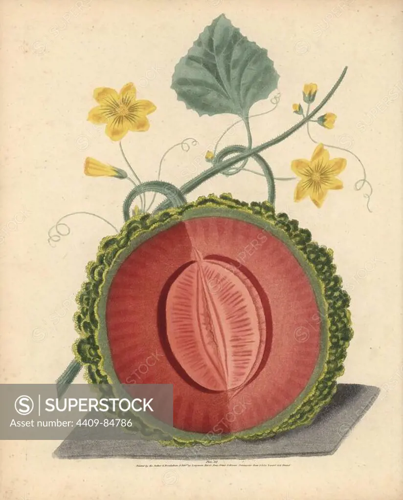 Scarlet flesh rock melon, Cucumis melo cantalupensis, cut in half to show flesh and seeds. Handcoloured stipple engraving of an illustration by George Brookshaw from his own "Pomona Britannica," London, Longman, Hurst, etc., 1817. The quarto edition of the original folio edition published from 1804-1812. Brookshaw (1751-1823) was a successful cabinet maker who disappeared in the 1790s before returning as a flower painter with the anonymous "New Treatise on Flower Painting," 1797.