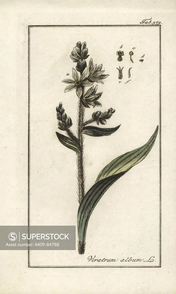 False helleborine, Veratrum album. Handcoloured copperplate botanical engraving from Johannes Zorn's "Afbeelding der Artseny-Gewassen," Jan Christiaan Sepp, Amsterdam, 1796. Zorn first published his illustrated medical botany in Nurnberg in 1780 with 500 plates, and a Dutch edition followed in 1796 published by J.C. Sepp with an additional 100 plates. Zorn (1739-1799) was a German pharmacist and botanist who collected medical plants from all over Europe for his "Icones plantarum medicinalium" for apothecaries and doctors.