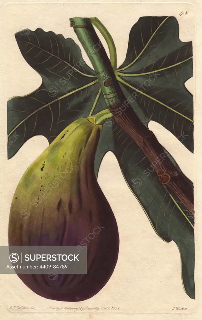 Brunswick fig, Ficus carica. Handcoloured copperplate engraving by S. Watts from a botanical illustration by Augusta Withers from John Lindley's "Pomological Magazine," James Ridgway, London, 1828. The magazine was published in three volumes from 1828 to 1830 and discontinued at plate 152 because of a dispute between the editors. Lindley (1795-1865) was an English botanist and gardener who published books on roses, orchids, and fruit. Mrs. Withers (1793-1877) was an eminent Victorian botanical artist and Flower Painter in Ordinary to Queen Adelaide.