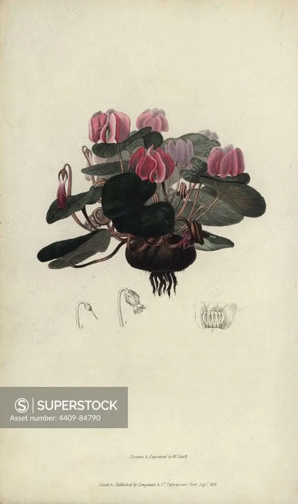 Round-leaved cyclamen, Cyclamen coum. Handcoloured botanical illustration drawn and engraved by William Clark from Richard Morris's "Flora Conspicua" London, Longman, Rees, 1826. William Clark was former draughtsman to the London Horticultural Society and illustrated many botanical books in the 1820s and 1830s.