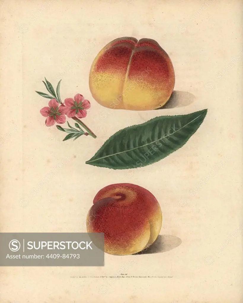 Peach varieties, Prunus persica: Grimwood's Royal George, blossom, leaf, and French Mignonne or Minion. Handcoloured stipple engraving of an illustration by George Brookshaw from his own "Pomona Britannica," London, Longman, Hurst, etc., 1817. The quarto edition of the original folio edition published from 1804-1812. Brookshaw (1751-1823) was a successful cabinet maker who disappeared in the 1790s before returning as a flower painter with the anonymous "New Treatise on Flower Painting," 1797.