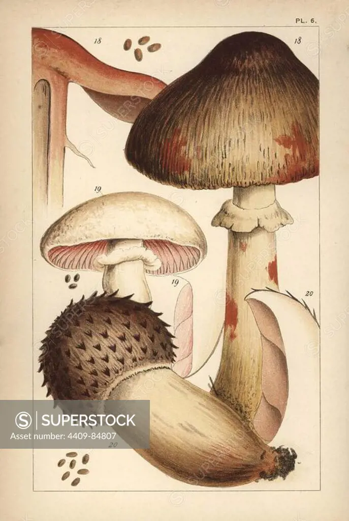 Bleeding mushroom, Agaricus haemorrhoidarius 18, field mushroom, A. campestris 19, and A. elvensis 20. Chromolithograph after an illustration by M. C. Cooke from his own "British Edible Fungi, how to distinguish and how to cook them," London, Kegan Paul, 1891. Mordecai Cubitt Cooke (1825-1914) was a British botanist, mycologist and artist. He was curator a the India Musuem from 1860 to 1879, when he transferred along with the botanical collection to the Royal Botanic Gardens, Kew.