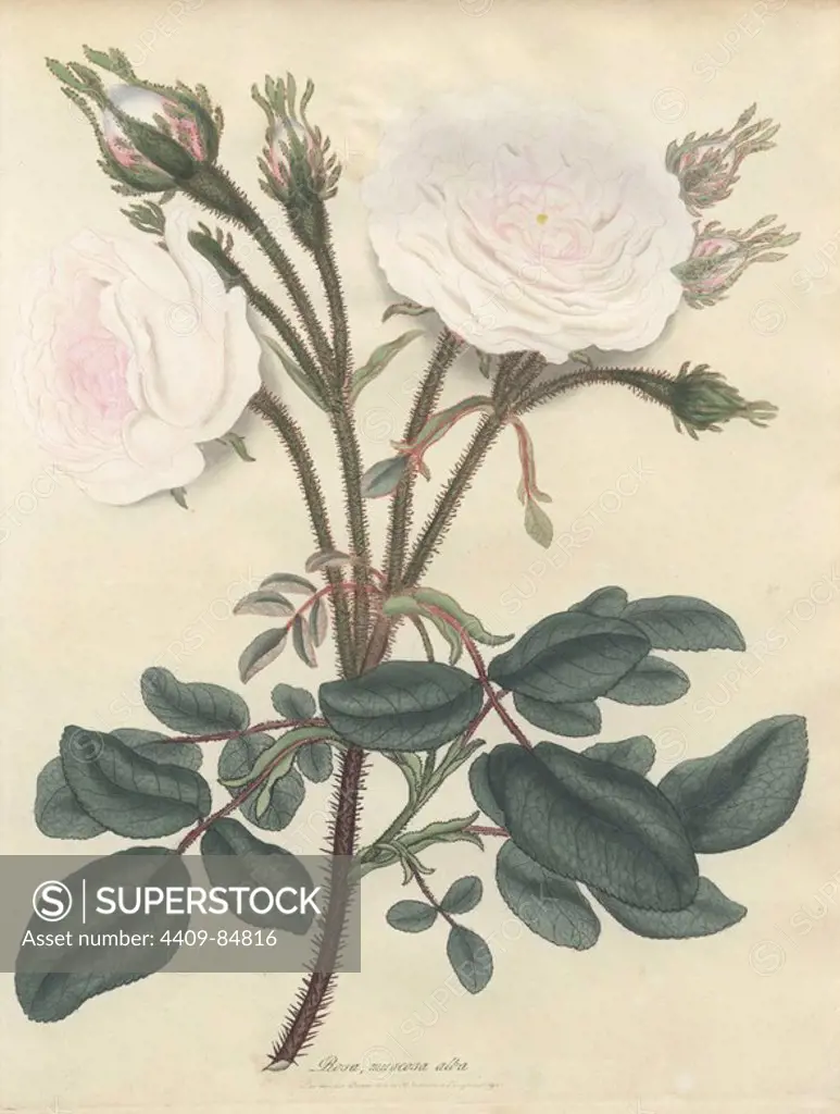 White moss rose, Rosa muscosa alba. Handcoloured copperplate botanical drawn, engraved and coloured by Henry Charles Andrews for his own "Roses, a monograph of the genus Rosa," London, 1806. Andrews was an English botanist, artist and engraver who published the "Botanist's Repository" from 1797 to 1812 and separate volumes on roses, geraniums and heaths.