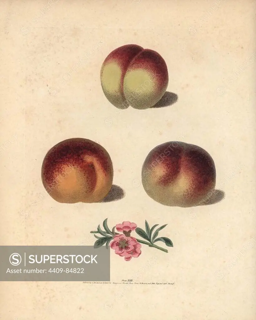 Peach varieties, Prunus persica: Smith's Early Newington, Buckinghamshire Minion, Barrington and blossom. Handcoloured stipple engraving of an illustration by George Brookshaw from his own "Pomona Britannica," London, Longman, Hurst, etc., 1817. The quarto edition of the original folio edition published from 1804-1812. Brookshaw (1751-1823) was a successful cabinet maker who disappeared in the 1790s before returning as a flower painter with the anonymous "New Treatise on Flower Painting," 1797.