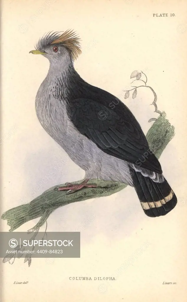 Topknot pigeon, Lopholaimus antarcticus (Columba dilopha, double-crested pigeon), native to Australia. Handcoloured steel engraving by William Lizars after an illustration by Edward Lear from Prideaux John Selby's volume "Pigeons" in Sir William Jardine's "Naturalist's Library: Ornithology," published by W.H. Lizars, Edinburgh, 1835. Artist Edward Lear (1812-1888), today most famous for his literary nonsense and limericks, was a skilled ornithological artist who published "Illustrations of the Family of Psittacidae or Parrots" in 1832.