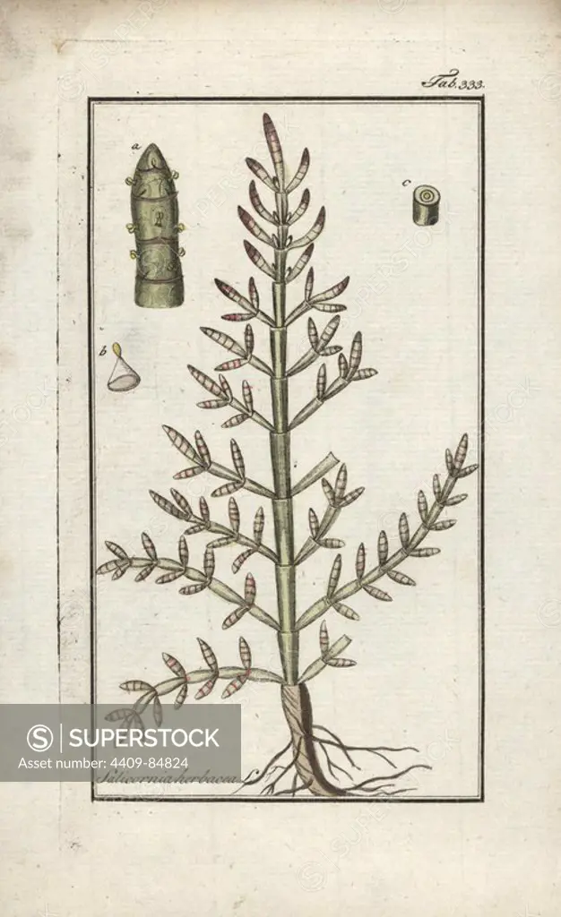 Jointed glasswort, Salicornia herbacea. Handcoloured copperplate botanical engraving from Johannes Zorn's "Afbeelding der Artseny-Gewassen," Jan Christiaan Sepp, Amsterdam, 1796. Zorn first published his illustrated medical botany in Nurnberg in 1780 with 500 plates, and a Dutch edition followed in 1796 published by J.C. Sepp with an additional 100 plates. Zorn (1739-1799) was a German pharmacist and botanist who collected medical plants from all over Europe for his "Icones plantarum medicinalium" for apothecaries and doctors.