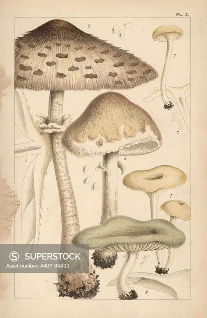Pasture or parasol mushrooms, Macrolepiota procera 5 and Macrolepiota excoriata 6, fragrant funnel, Clitocybe fragrans 7, and aniseed toadstool, Clitocybe odora 8. Chromolithograph after an illustration by M. C. Cooke from his own "British Edible Fungi, how to distinguish and how to cook them," London, Kegan Paul, 1891. Mordecai Cubitt Cooke (1825-1914) was a British botanist, mycologist and artist. He was curator a the India Musuem from 1860 to 1879, when he transferred along with the botanical collection to the Royal Botanic Gardens, Kew.
