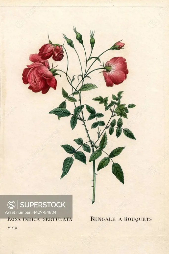 Bengale à Bouquets' rose, Rosa chinensis variety. Handcoloured stipple copperplate engraving from Pierre Joseph Redoute's "Les Roses," Paris, 1828. Redoute was botanical artist to Marie Antoinette and Empress Josephine. He painted over 170 watercolours of roses from the gardens of Malmaison.