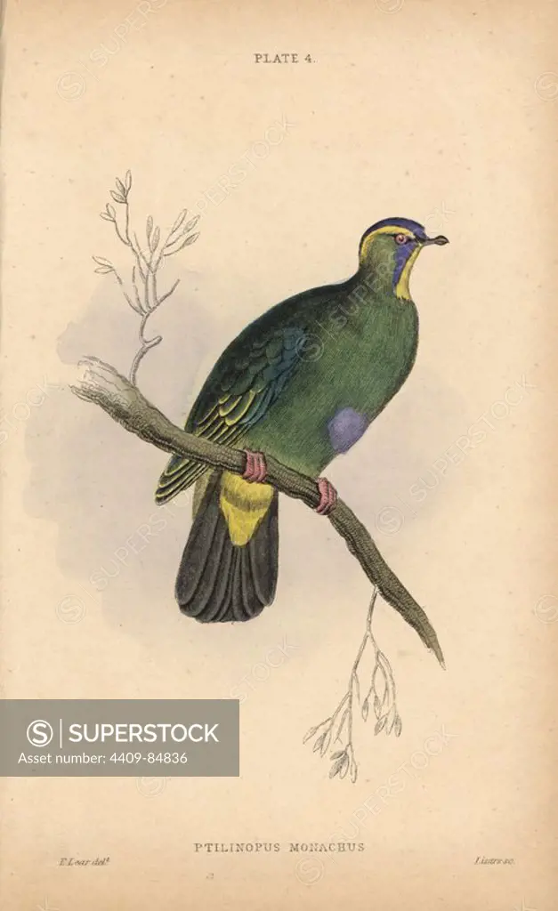 Blue-capped fruit dove, Ptilinopus monacha (Blue-capped turteline), near threatened, native to Indonesia. Handcoloured steel engraving by William Lizars after an illustration by Edward Lear from Prideaux John Selby's volume "Pigeons" in Sir William Jardine's "Naturalist's Library: Ornithology," published by W.H. Lizars, Edinburgh, 1835. Artist Edward Lear (1812-1888), today most famous for his literary nonsense and limericks, was a skilled ornithological artist who published "Illustrations of the Family of Psittacidae or Parrots" in 1832.