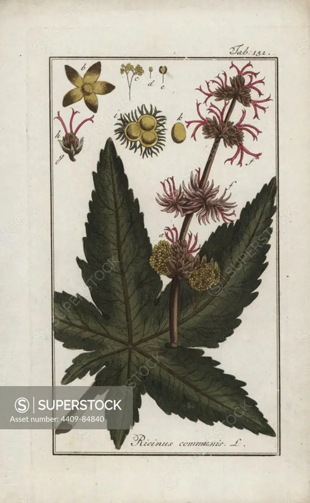 Castor oil plant, Ricinus communis, native to the Mediterranena, east Africa and India. Handcoloured copperplate botanical engraving from Johannes Zorn's "Afbeelding der Artseny-Gewassen," Jan Christiaan Sepp, Amsterdam, 1796. Zorn first published his illustrated medical botany in Nurnberg in 1780 with 500 plates, and a Dutch edition followed in 1796 published by J.C. Sepp with an additional 100 plates. Zorn (1739-1799) was a German pharmacist and botanist who collected medical plants from all over Europe for his "Icones plantarum medicinalium" for apothecaries and doctors.