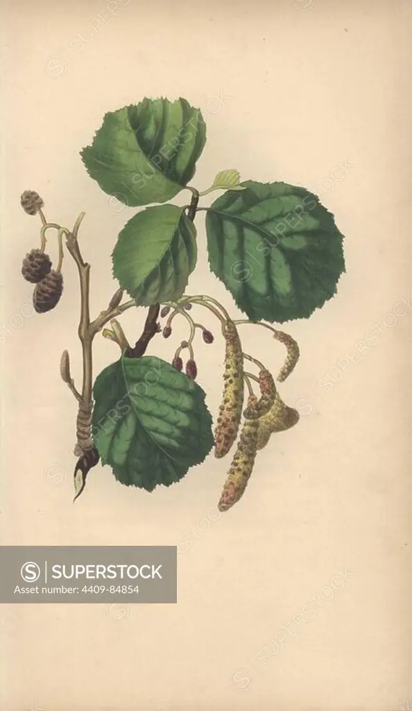 Alder tree with male and female inflorescences, Alnus glutinosa. Handcoloured botanical illustration drawn from nature by Mrs. Rebecca Hey from her own "Spirit of the Woods," London, Longman, Rees, 1837. Rebecca Hey was a Victorian writer, poet and artist who wrote "Moral of Flowers" 1833 and "Recollections of the Lakes" 1841. The plates were probably engraved by William Clark, former draughtsman to the London Horticultural Society, and engraver on Hey's previous book.