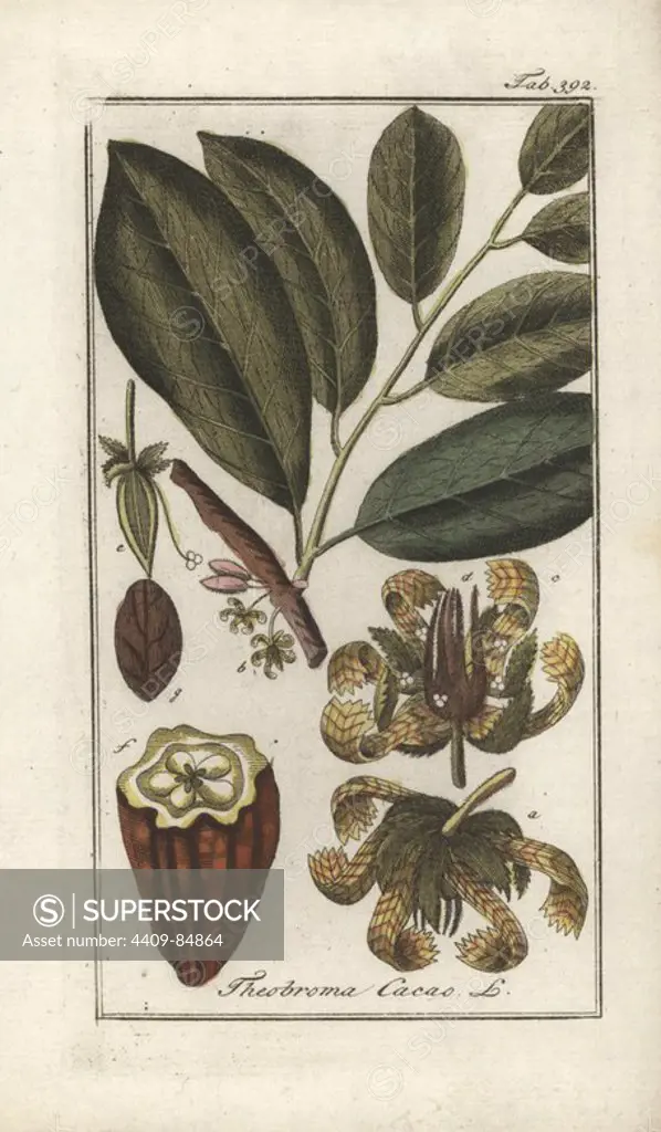 Cacao or cocoa tree, Theobroma cacao. Handcoloured copperplate botanical engraving from Johannes Zorn's "Afbeelding der Artseny-Gewassen," Jan Christiaan Sepp, Amsterdam, 1796. Zorn first published his illustrated medical botany in Nurnberg in 1780 with 500 plates, and a Dutch edition followed in 1796 published by J.C. Sepp with an additional 100 plates. Zorn (1739-1799) was a German pharmacist and botanist who collected medical plants from all over Europe for his "Icones plantarum medicinalium" for apothecaries and doctors.