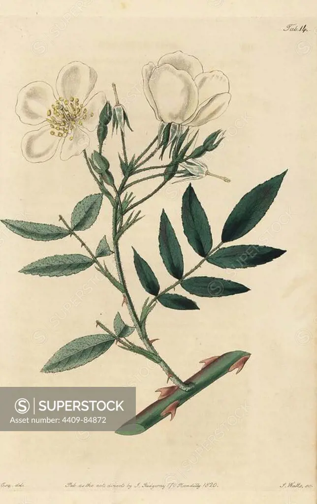 Himalayan musk rose, Rosa brunonii. Handcoloured copperplate engraved by Watts from an illustration by John Lindley from his own "Rosarum Monographia, or a Botanical History of Roses," London, Ridgeway, 1820. Lindley (1799-1865) was an English botanist who specialized in roses and orchids. Lindley wrote and illustrated this monograph when just 22 years old. He went on to edit the "Botanical Register" from 1829 to 1847.