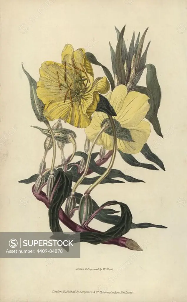 Missouri evening primrose, Oenothera missourensis. Handcoloured botanical illustration drawn and engraved by William Clark from Richard Morris's "Flora Conspicua" London, Longman, Rees, 1826. William Clark was former draughtsman to the London Horticultural Society and illustrated many botanical books in the 1820s and 1830s.