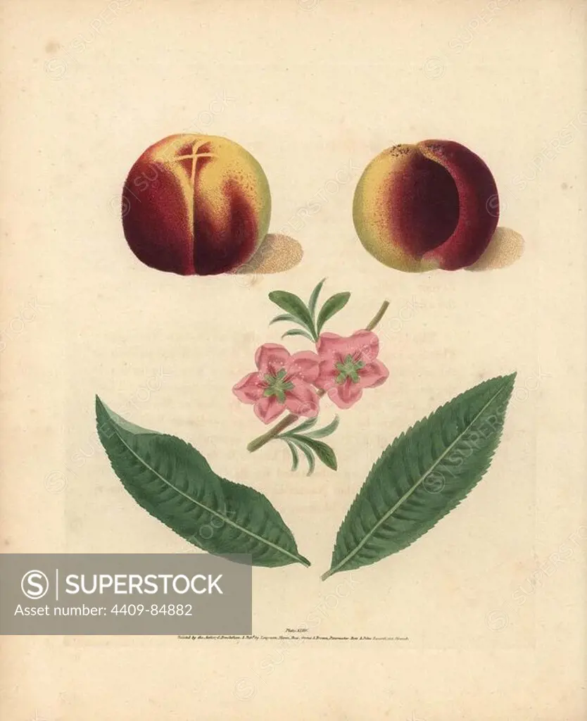 Nectarine varieties, Prunus persica: Murry Nectarine, Newington Nectarine, blossom and leaves. Handcoloured stipple engraving of an illustration by George Brookshaw from his own "Pomona Britannica," London, Longman, Hurst, etc., 1817. The quarto edition of the original folio edition published from 1804-1812. Brookshaw (1751-1823) was a successful cabinet maker who disappeared in the 1790s before returning as a flower painter with the anonymous "New Treatise on Flower Painting," 1797.