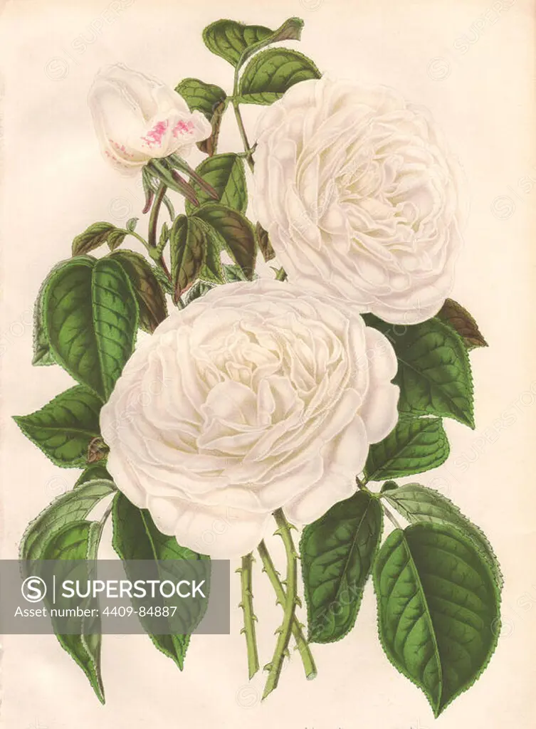 Hybrid white rose, Imperatrice Eugenie, Empress Eugenie. Chromolithograph drawn and lithographed by L. Stroobant for "L'Illustration Horticole," Ghent, 1860. Ambroise Verschaffelt (18251886) was a distinguished Belgian horticulturist and author. He founded the L'Illustration Horticole at Ghent in 1854.