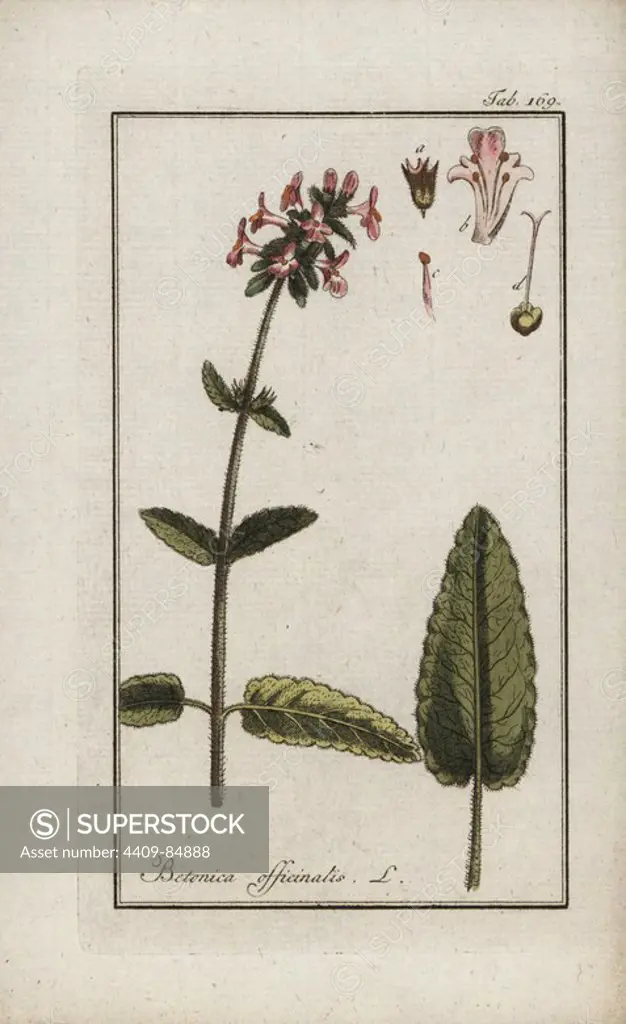 Purple betony, Stachys officinalis, native to Europe. Handcoloured copperplate botanical engraving from Johannes Zorn's "Afbeelding der Artseny-Gewassen," Jan Christiaan Sepp, Amsterdam, 1796. Zorn first published his illustrated medical botany in Nurnberg in 1780 with 500 plates, and a Dutch edition followed in 1796 published by J.C. Sepp with an additional 100 plates. Zorn (1739-1799) was a German pharmacist and botanist who collected medical plants from all over Europe for his "Icones plantarum medicinalium" for apothecaries and doctors.
